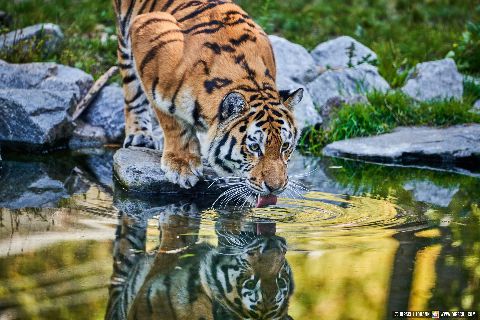 Gemeinde Straubing Landkreis Straubing-Bogen Zoo Tiergarten Straubing (Dirschl Johann) Deutschland SR